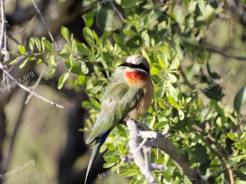 Bird Colourful Plumage Perched Bee Eater