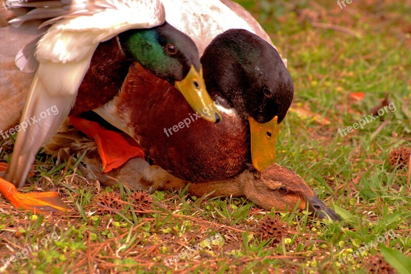 Mating Duck Mallard Spring Bird