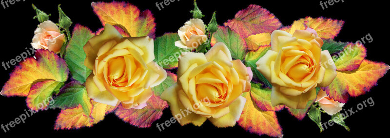 Flowers Roses Autumn Leaves Arrangement Garden