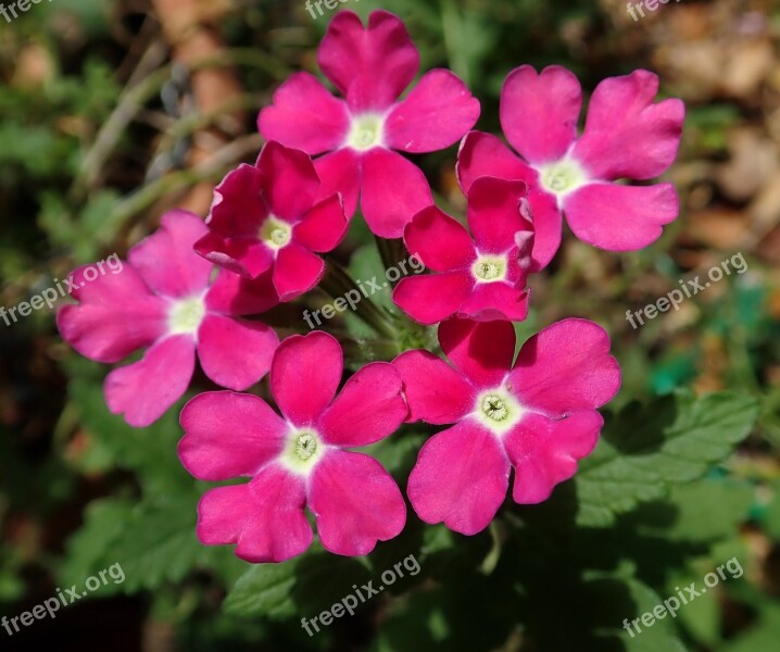 Flower Verbena Garden Nature Free Photos