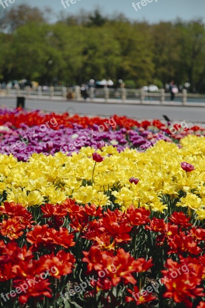 Flowers Field Tulips Tulip Nature