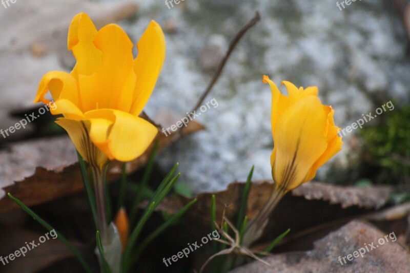 Mm Walk In The Park Hh Hamburgensien Crocus