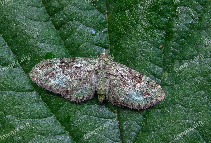 Green-pug Moth Tiny Wings Nature