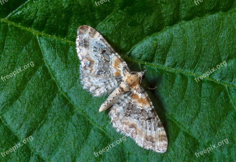 Foxglove-pug Moth Tiny Wings Nature