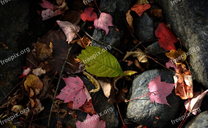 Leaf Leaves Autumn Red Colour