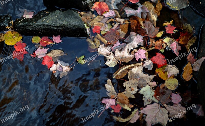 Leaf Leaves Autumn Red Colour