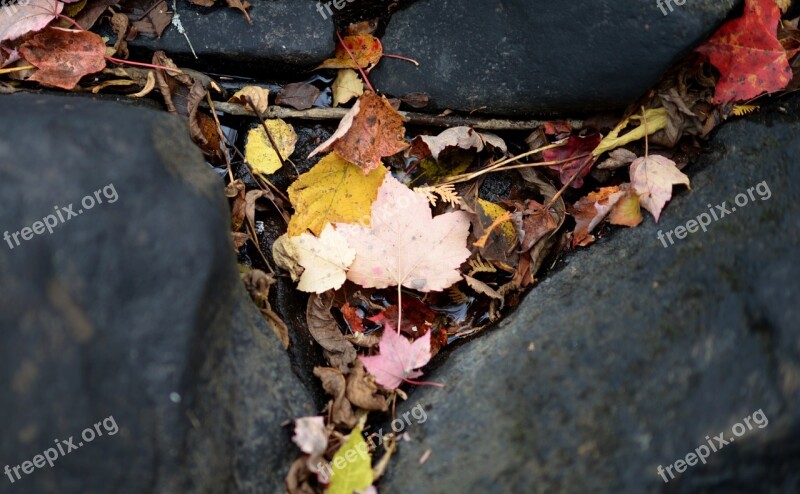 Leaf Leaves Autumn Colour Stream