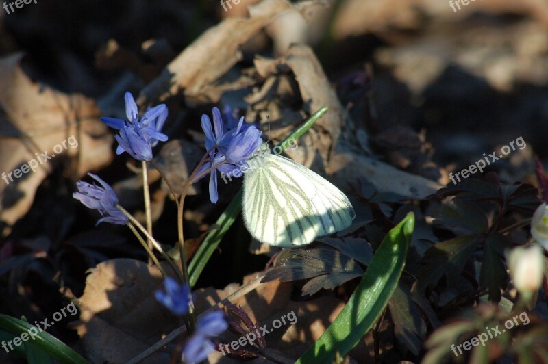 Scilla Silvestre Scilla Bifolia L Underwood Flowers Butterfly