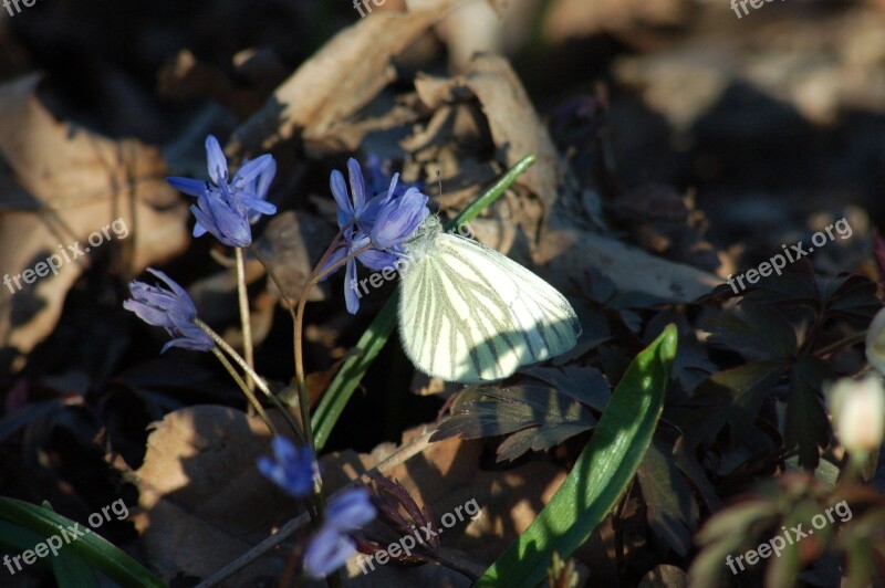 Scilla Silvestre Scilla Bifolia L Underwood Flowers Butterfly