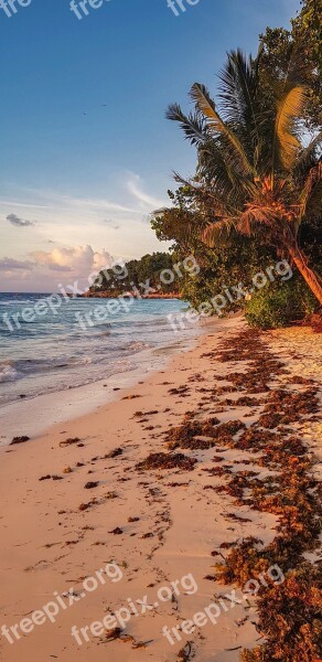 Seychelles Sunset Beach Palm Trees The Sky