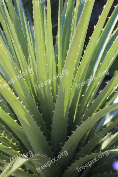 Puya Leaf Spiky Plant Green