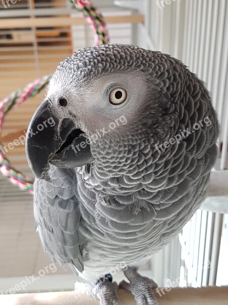 African Grey Parrot Of The Congo Animal Portrait Parrot Grey