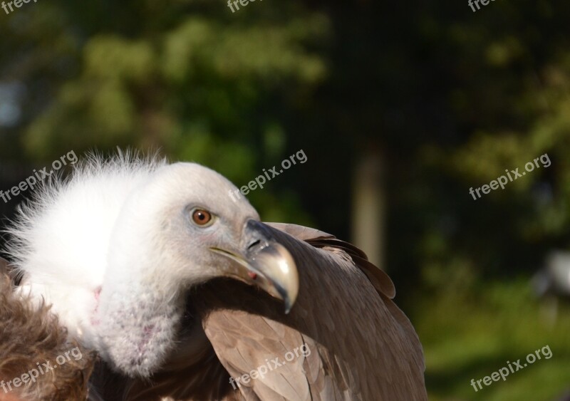 Vulture Bird Animal Animal World Nature