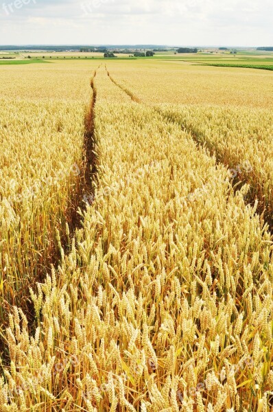 Barley Traces Fields Yellow Away