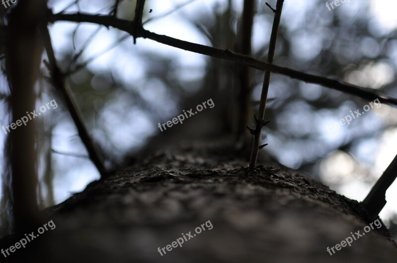 Bodenrod Macro Germany Forest Nature