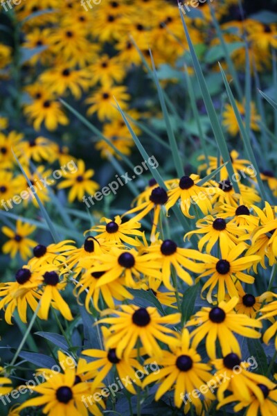 Black Eyed Susans Yellow Flowers Black And Yellow Flowers Wildflowers Free Photos