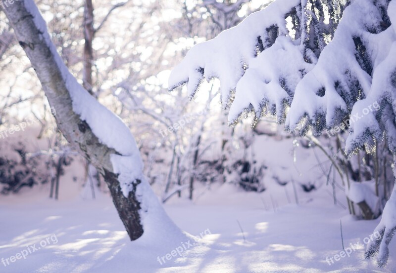 Snow Winter Nature Cold Landscape