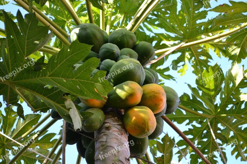 Mango Tree Fruit Leaves Green