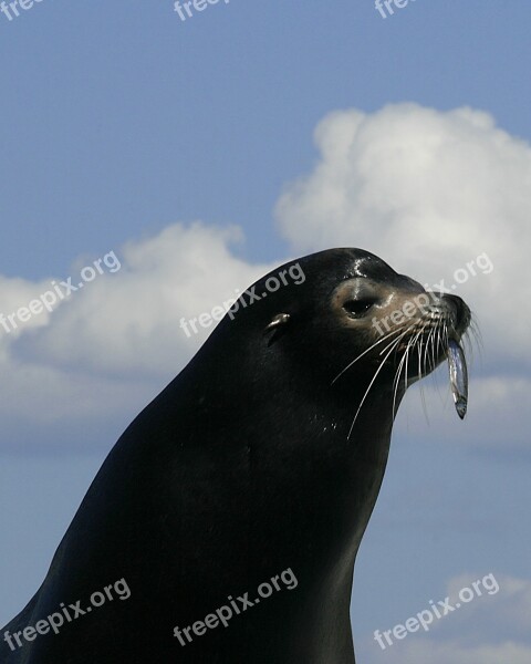 Seal Portrait Out Of Water Cute Head