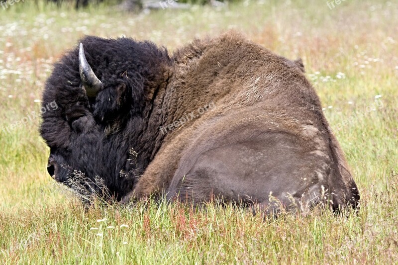 Bison Buffalo Lying Down Nature Wild