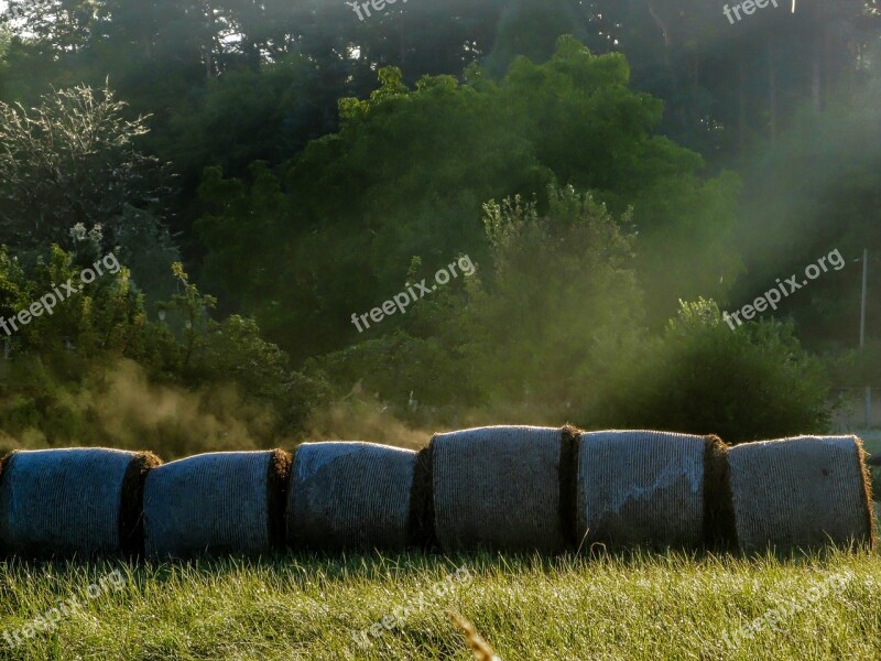 Meadow Hay Bales Rolled Colourless Fog