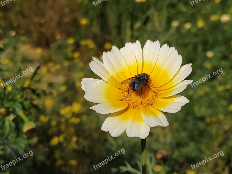 Flower Fly Insects Nature Wing