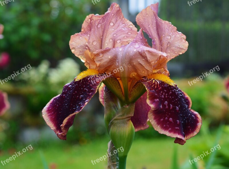 Iris Garden Blossom Bloom Close Up