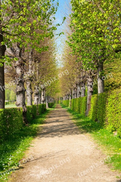 Park Spring Trees Away Nature