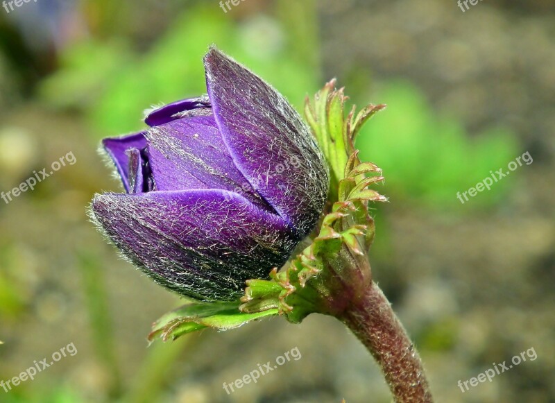 Anemone Bud Flower Blue Thriving