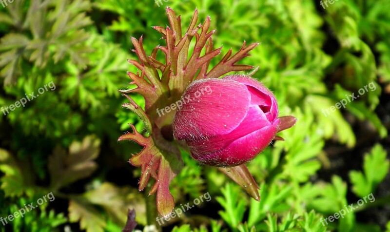 Anemone Flower Bud Red Thriving