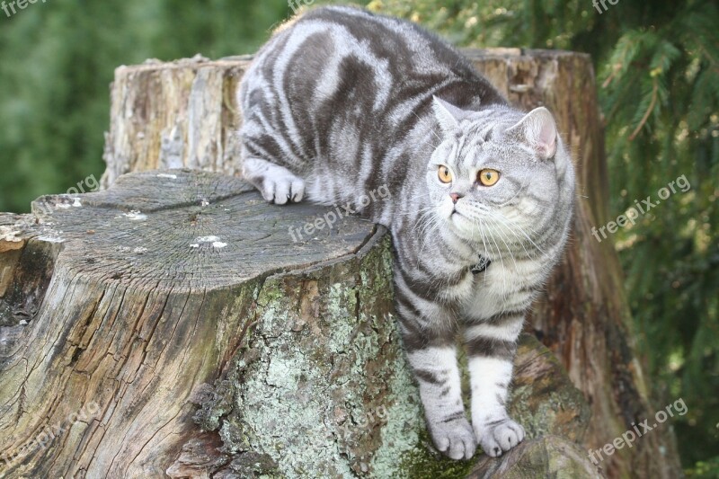 Cat Silver Domestic Cat Cat Face Cat's Eyes