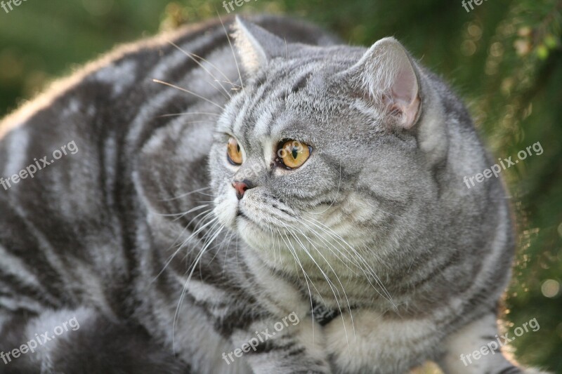 Cat Domestic Cat Cat's Eyes Cat Face Eyes