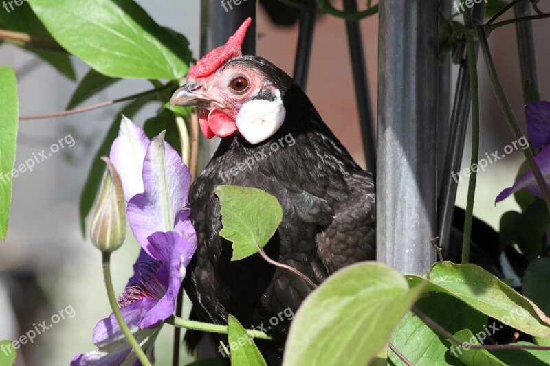 Hen Chicken Bantam Poultry Free Range