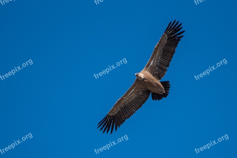 Raptors Griffon Vulture Extremadura Spain Free Photos