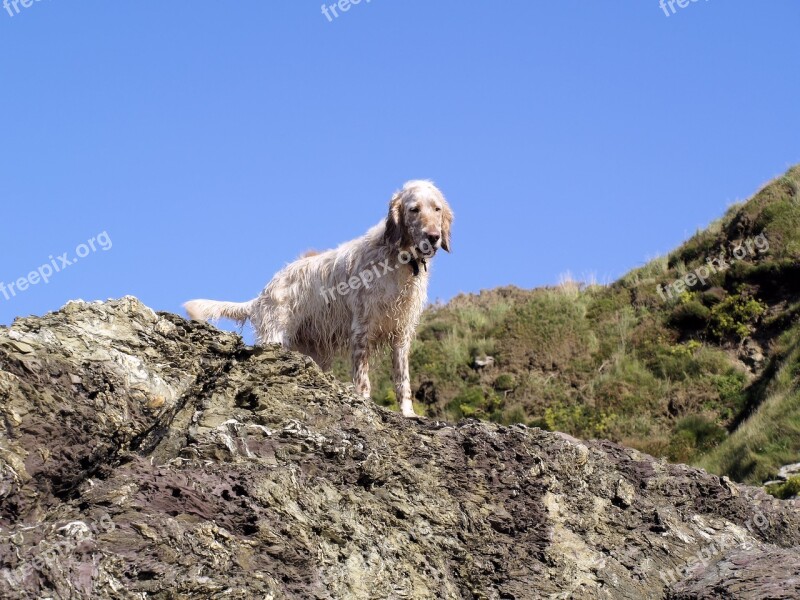 Dog Rocks Animal Sky Blue