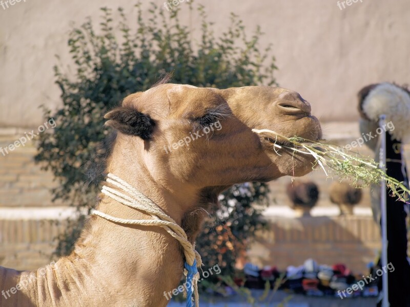 Camel Head Animal Brown Eating