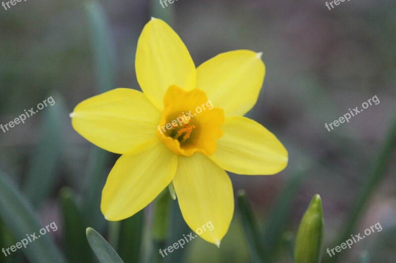 Daffodil Flower Yellow Spring Bloom