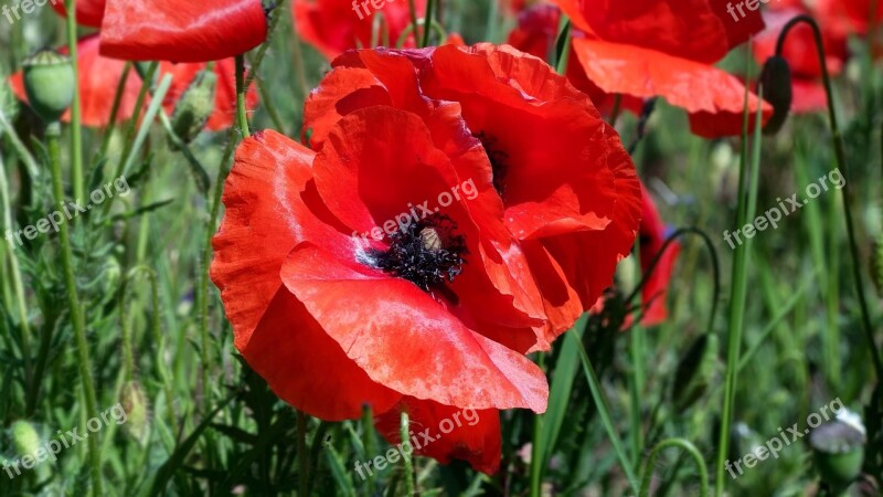 Poppy Papaver Rho Flower Garden Nature