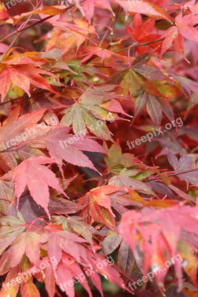 Japanese Maple Leaves Fall Leaves Red Leaves Maple Leaves Free Photos