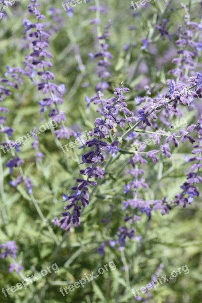 Russian Sage Purple Flowers Flower Garden Free Photos