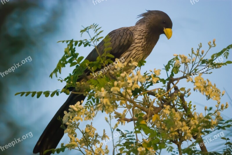 Wildlife Bird Nature Animal Wild