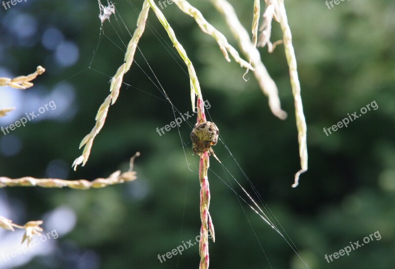 Spider Large Arachnid Web Insect