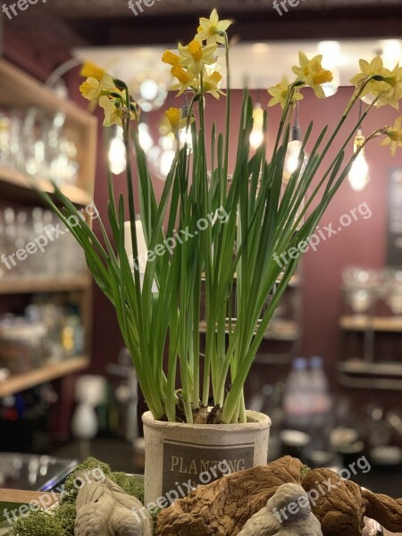 Daffodils Flowers Deco Free Photos