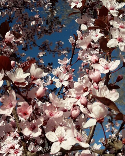 Spring Joy Happiness Sky Blue