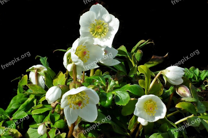 Ciemierniki White Garden Nature Flourishing