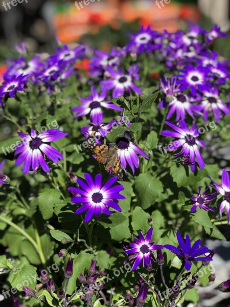 Purple Daisies Painted Lady Butterfly Butterfly Purple Flowers Flowers