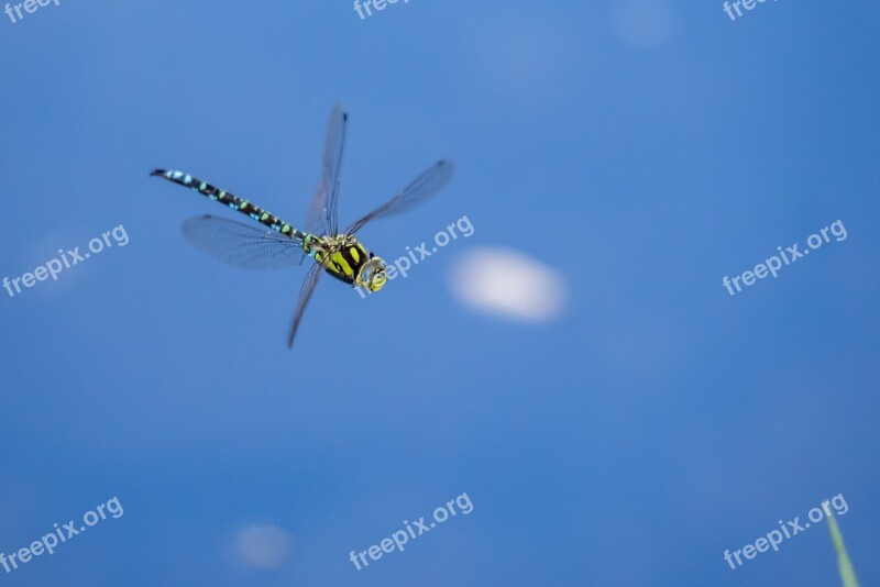 Biotope Dragonfly Valais Switzerland Free Photos