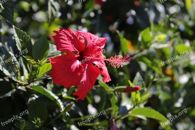 Hibiscus Flower Hawaii Tropical Blossom