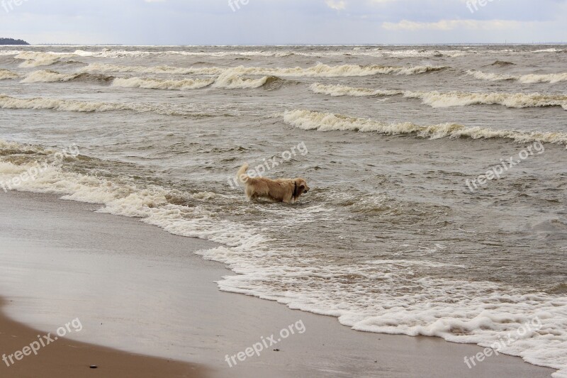 Dog Retriever Water Wave Free Photos