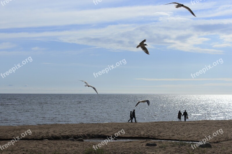 Gulls Sea Seagull Beach Free Photos